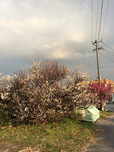 IMG_1989.jpg