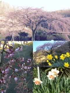 sakura.JPG